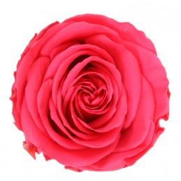 ROSE STABILISÉE "AMOROSA PREMIUM"