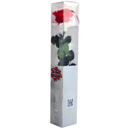 ROSE STABILISÉE "AMOROSA PREMIUM"