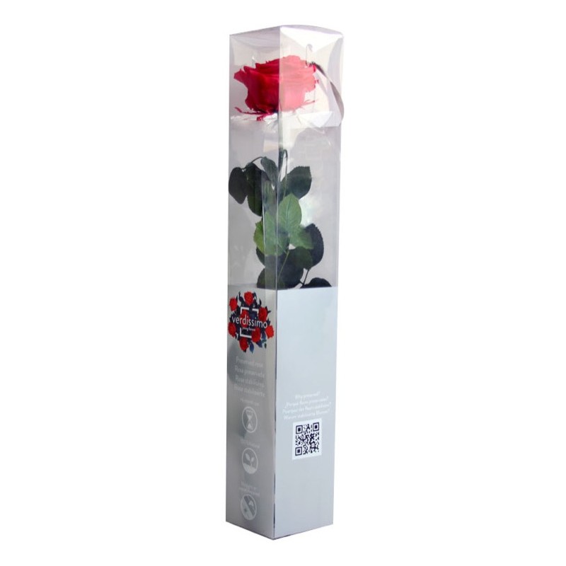 ROSE STABILISÉE "AMOROSA PREMIUM"