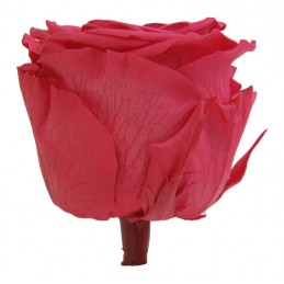 ROSE STABILISÉE "MINI AMOROSA STANDARD"