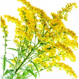 SOLIDAGO D'ITALIE