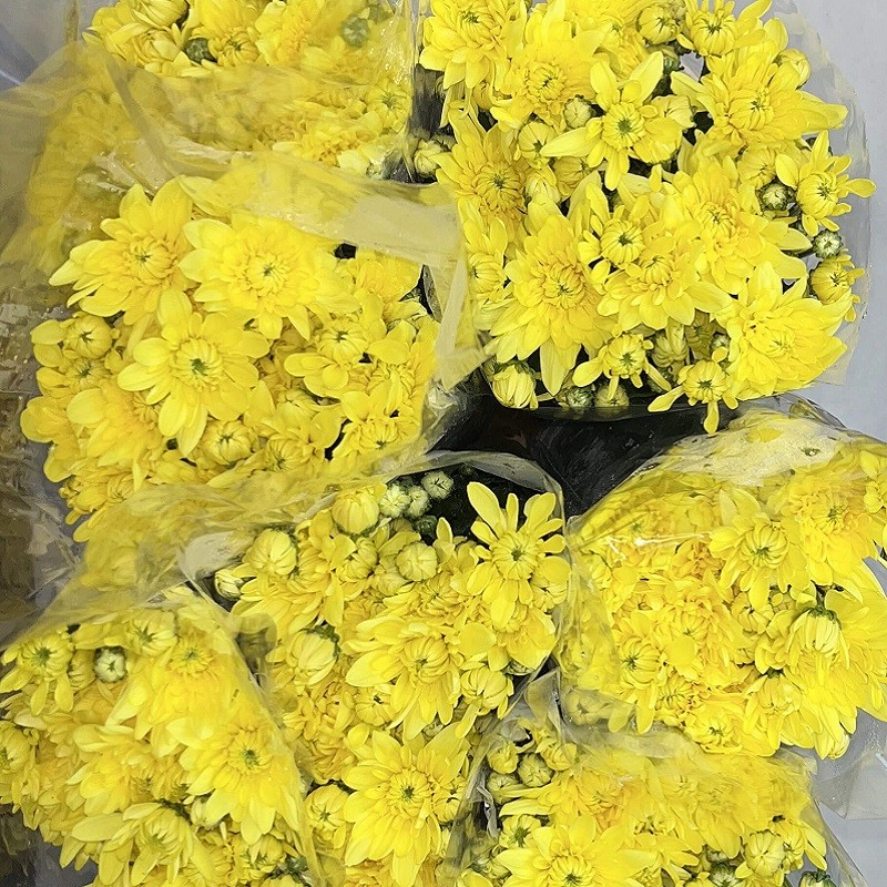 CHRYSANTHÈME JAUNE D'ITALIE