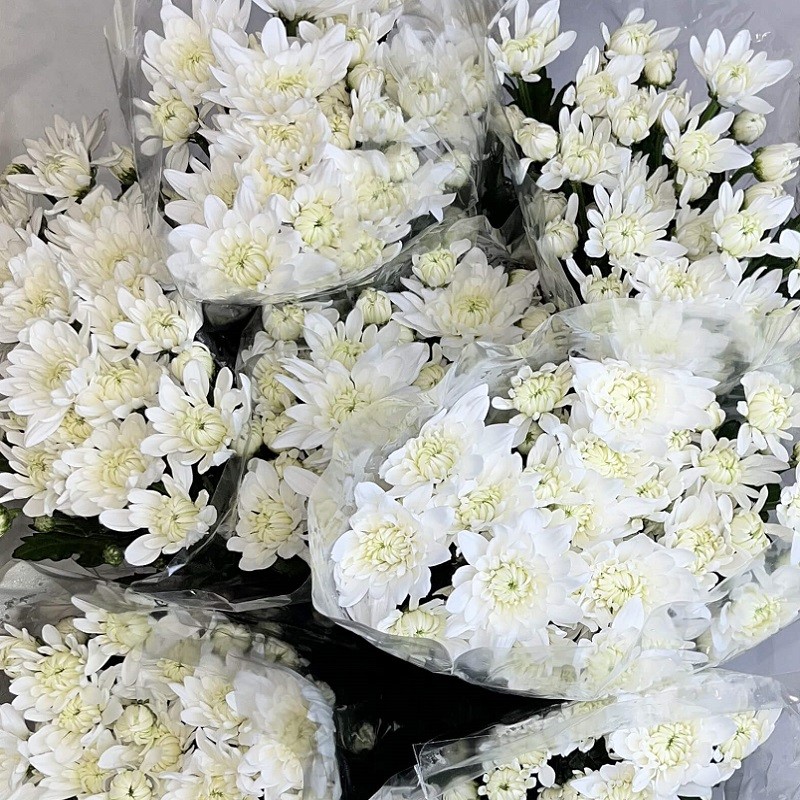 CHRYSANTHÈME BLANC D'ITALIE