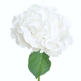 HORTENSIA PREMIUM BLANC