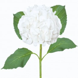 HORTENSIA SELECT BLANC