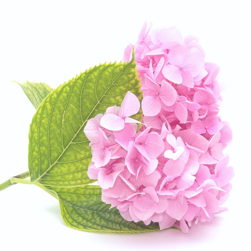 HORTENSIA PREMIUM ROSE