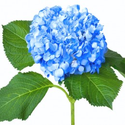 HORTENSIA PREMIUM BLEU