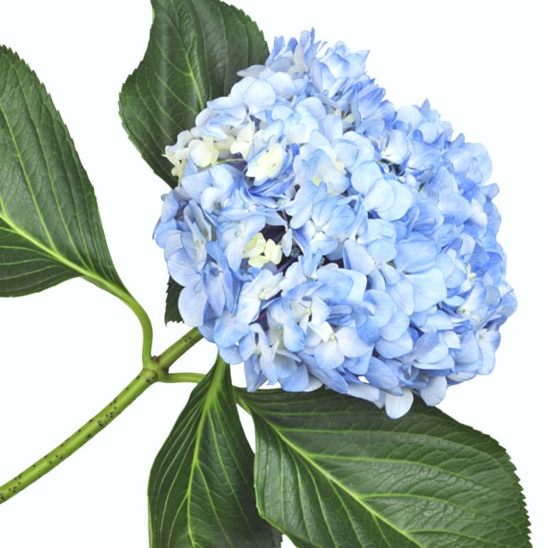 HORTENSIA SELECT BLEU