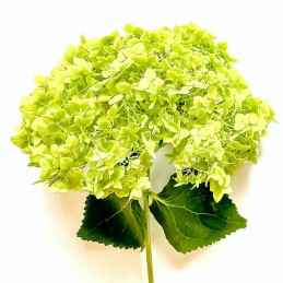 HORTENSIA PREMIUM VERT