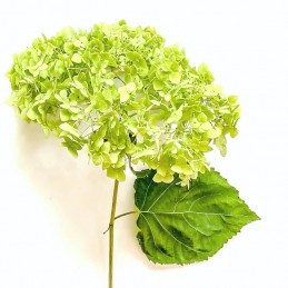 HORTENSIA SELECT VERT