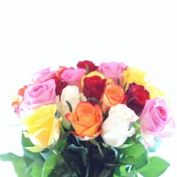 ROSES "RAINBOW"