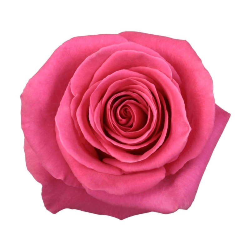 ROSE "PINK FLOYD"