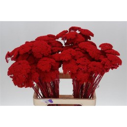 ACHILLEA RED