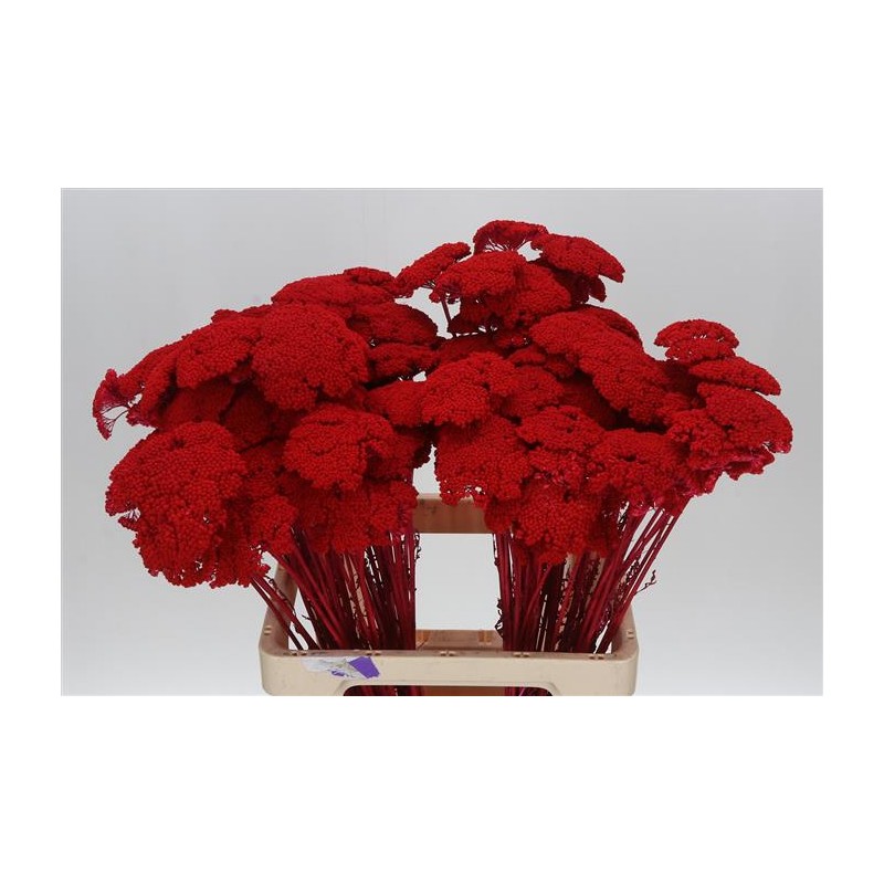 ACHILLEA RED