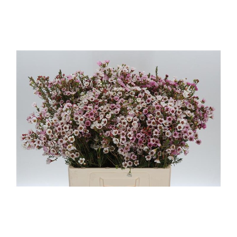 WAXFLOWER ME SEXY LINARIA