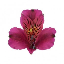 ALSTROEMERIA "PERFECTION©" 85 CM