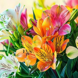 ALSTROEMERIA "PERFECTION©"...