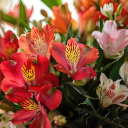 ALSTROEMERIA "SELECT" 70 cm