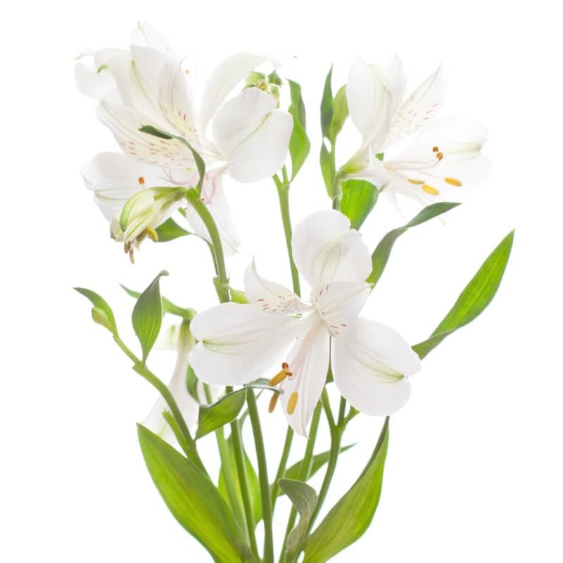 ALSTROEMERIA "SELECT" 70 cm