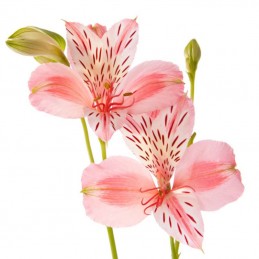 ALSTROEMERIA "SELECT" 70 cm