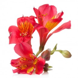 ALSTROEMERIA "SELECT" 70 cm