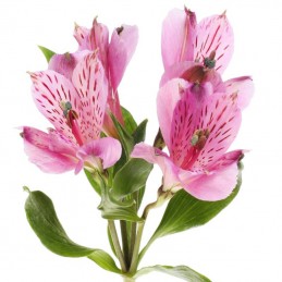 ALSTROEMERIA "SELECT" 70 cm