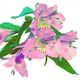 ALSTROEMERIA "SELECT" 70 cm