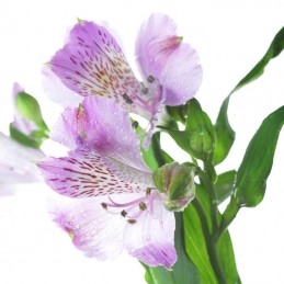 ALSTROEMERIA "SELECT" 70 cm