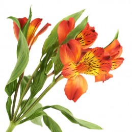 ALSTROEMERIA "SELECT" 70 cm