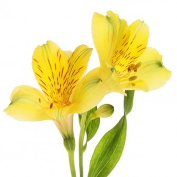 ALSTROEMERIA "SELECT" 70 cm