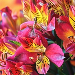 ALSTROEMERIA "FANCY" 60 CM