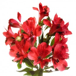 ALSTROEMERIA "FANCY" 60 CM