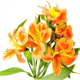 ALSTROEMERIA "FANCY" 60 CM