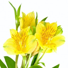 ALSTROEMERIA "FANCY" 60 CM