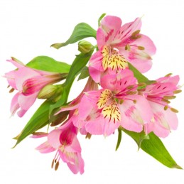 ALSTROEMERIA "FANCY" 60 CM