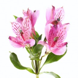 ALSTROEMERIA "FANCY" 60 CM