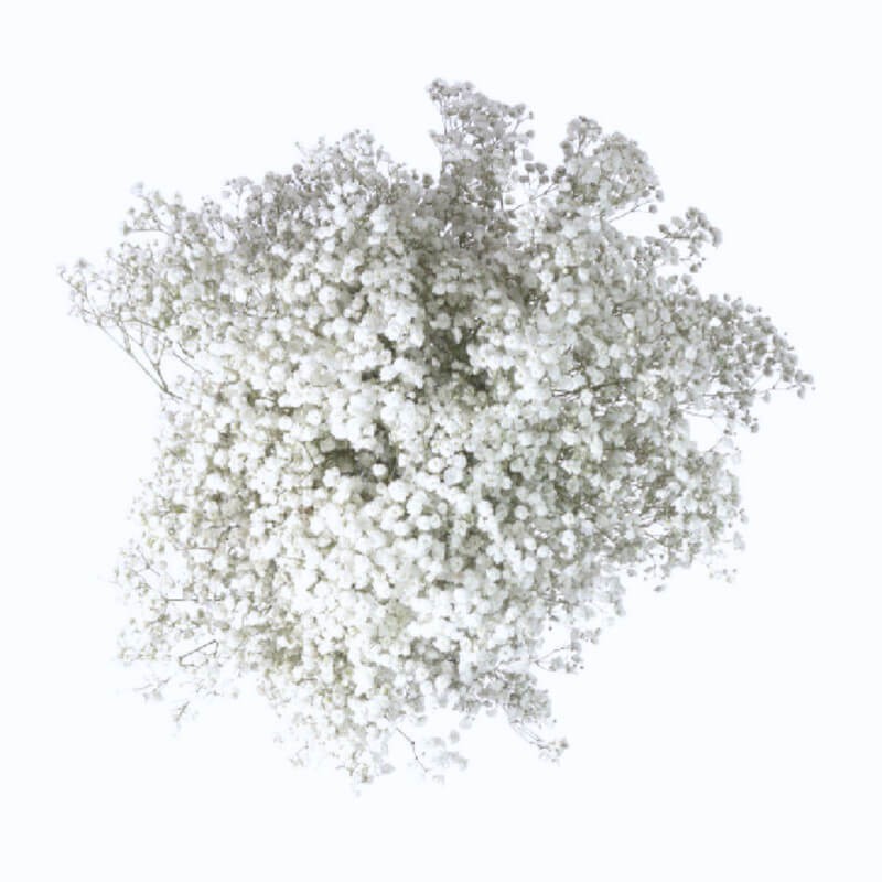 GYPSOPHILE "EXCELLENCE"