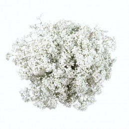 GYPSOPHILE "COSMIC"