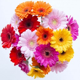 GERBERAS