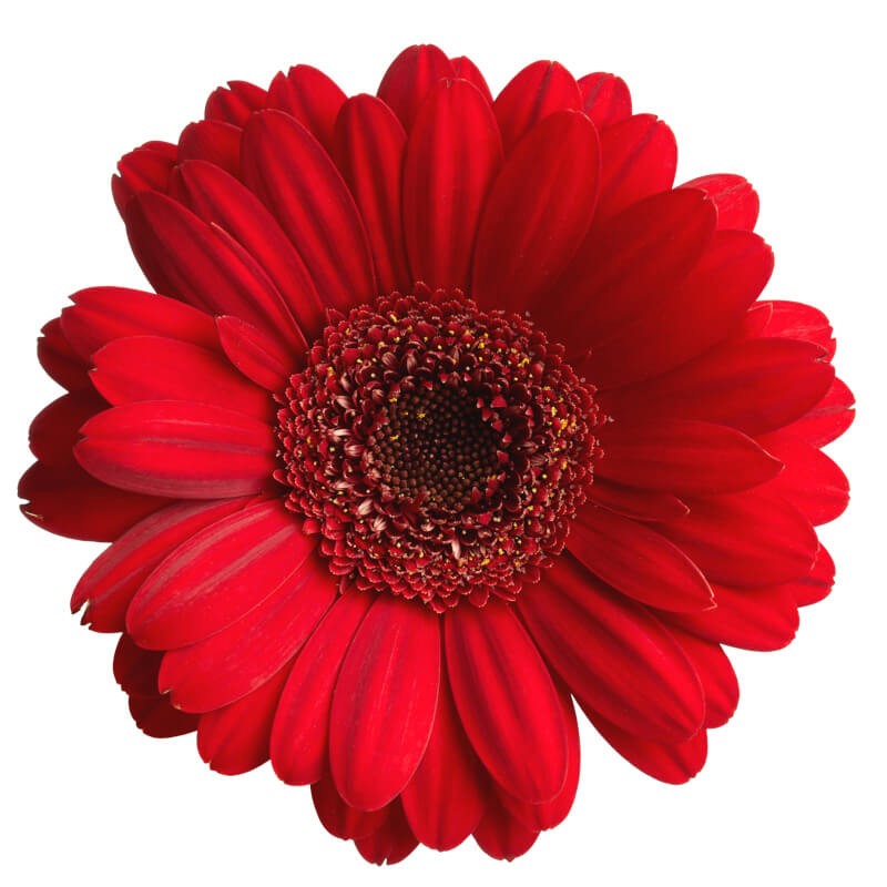 GERBERAS