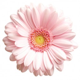 GERBERAS