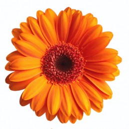 GERBERAS