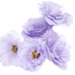 LISIANTHUS