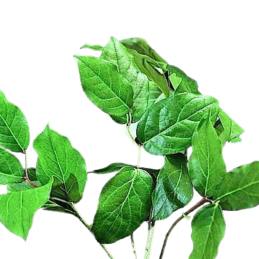 SALAL