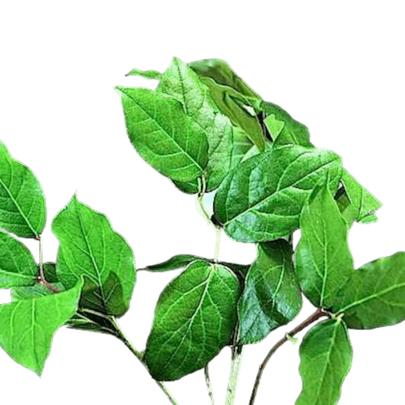 SALAL