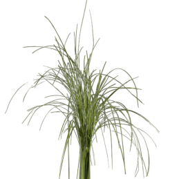 BEARGRASS