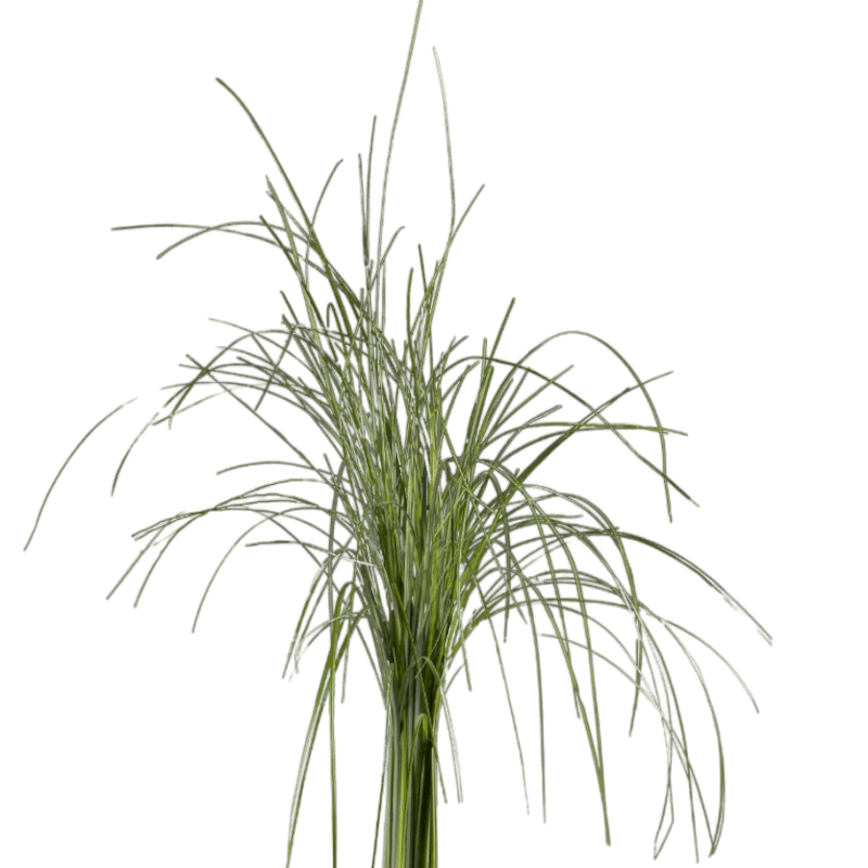 BEARGRASS