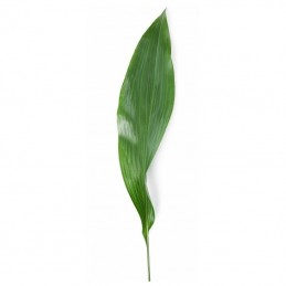 ASPIDISTRA