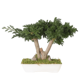 BONSAÏS STABILISÉS JUNIPERUS