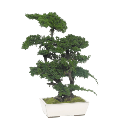 BONSAÏS STABILISÉS JUNIPERUS